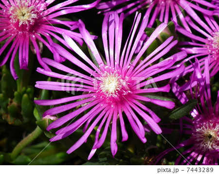 花嵐山（デロスペルマ・クーペリ） 7443289