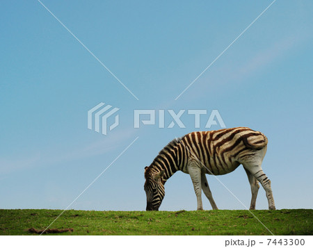 しまうま しまうま 7443300