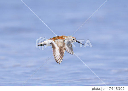 ハマシギ飛翔 ハマシギ飛翔 7443302