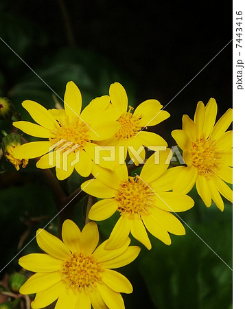 つわぶきシリーズ つわぶきシリーズ 7443416