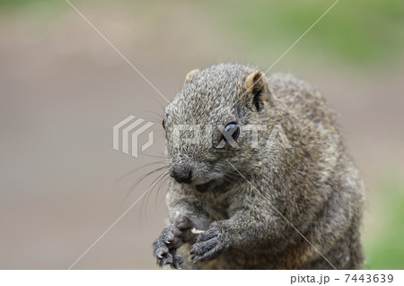 タイワンリス 7443639