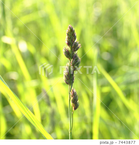 spike grass on a green background spike grass on a green background 7443877