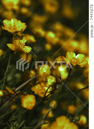 flowers buttercups on a green background flowers buttercups on a green background 7443878