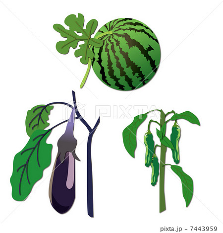 野菜セット 7443959