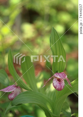 敦盛草 敦盛草 7444037