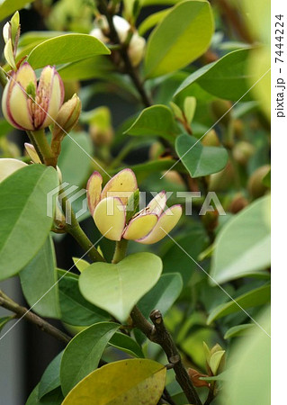 カラタネオガタマ カラタネオガタマ 7444224