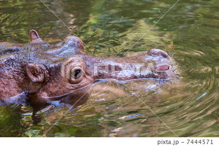 Hippo sitting in the wate 7444571