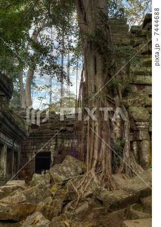 Giant tree covering the stones of Ta Prohm temple in Angkor Wat 7444688