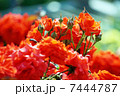 オレンジ色の薔薇 7444787