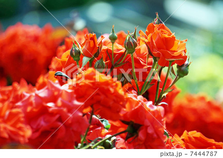 オレンジ色の薔薇 7444787