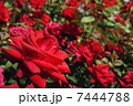 赤い薔薇 7444788