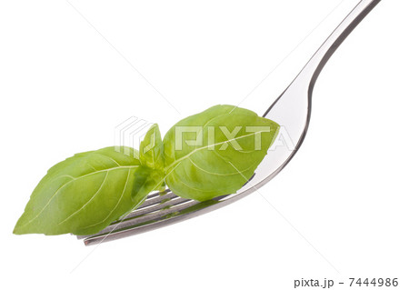 Fresh basil leaf on fork isolated on white background cutout. H Fresh basil leaf on fork isolated on white background cutout. H 7444986