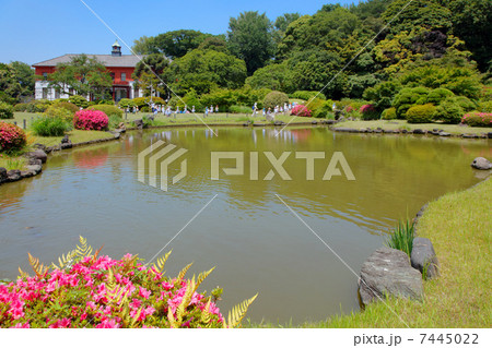 小石川植物園の鮮やかなピンク色のサツキの花と湖面に映える景観 小石川植物園の鮮やかなピンク色のサツキの花と湖面に映える景観 7445022