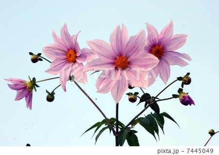 皇帝ダリア　木立ダリア（こだちだりあ） 7445049