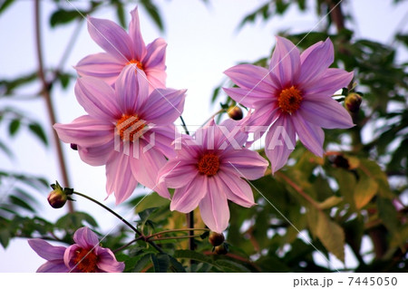 皇帝ダリア　木立ダリア（こだちだりあ） 7445050