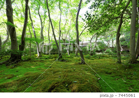 新緑の祇王寺 7445061