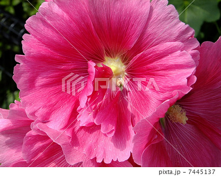 立葵（たちあおい） 7445137