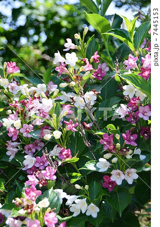 紅白の花が美しいハコネウツギ 紅白の花が美しいハコネウツギ 7445153