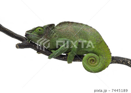 カメレオン 7445189