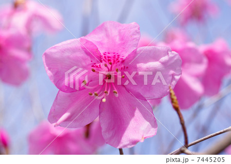 アカヤシオの花 7445205