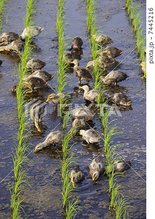 アイガモ農法　田んぼのアイガモ 7445216