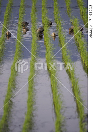 アイガモ農法　田んぼのアイガモ 7445218