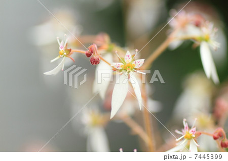 ユキノシタの花 ユキノシタの花 7445399