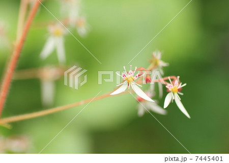 ユキノシタの花 ユキノシタの花 7445401