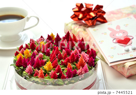 ケイトウのケーキ 背景白 の写真素材