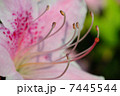 雄蕊＆柱頭. 7445544