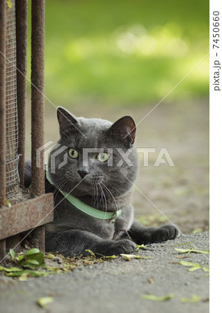 portrait of young british cat siting on walkway 7450660