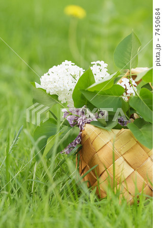 lilac flowers in birchbark basket on grass lilac flowers in birchbark basket on grass 7450684