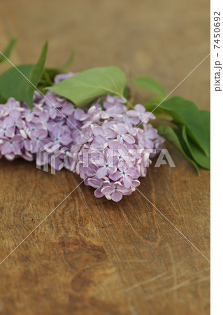 fresh lilac flowers on table fresh lilac flowers on table 7450692