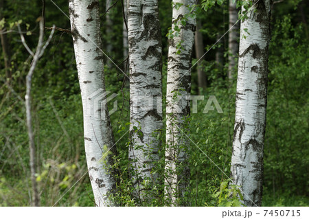 birch trees in the park birch trees in the park 7450715