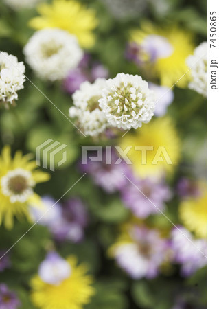 草原の花 草原の花 7450865