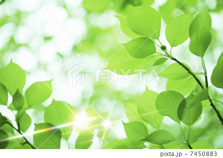 煌めく新緑 煌めく新緑 7450883
