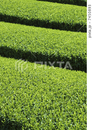 茶畑 茶畑 7450893