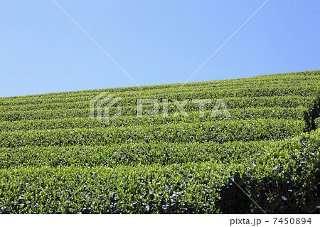 茶畑 茶畑 7450894