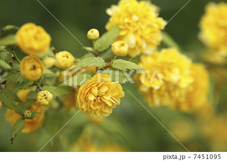 ヤマブキ 7451095