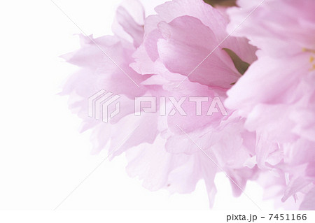 サトザクラ 7451166