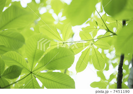 トチノキの新緑の葉 7451190