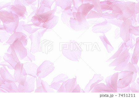 サトザクラ、花びらのフレーム 7451211