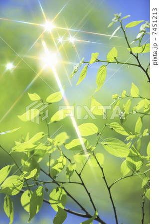 青空と新緑と煌めき 7451213