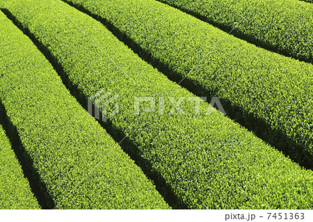 茶畑 7451363