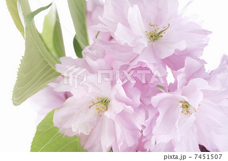 サトザクラ 7451507