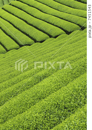 茶畑 7451543