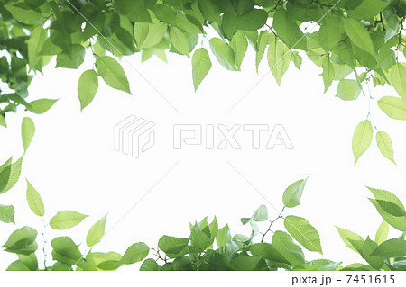 木漏れ日と新緑のフレーム 木漏れ日と新緑のフレーム 7451615