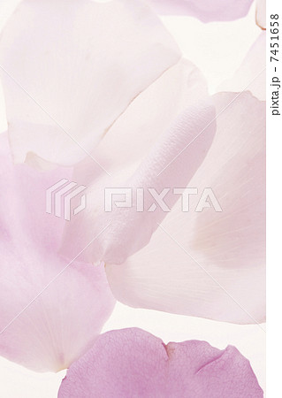 バラの花びら 7451658