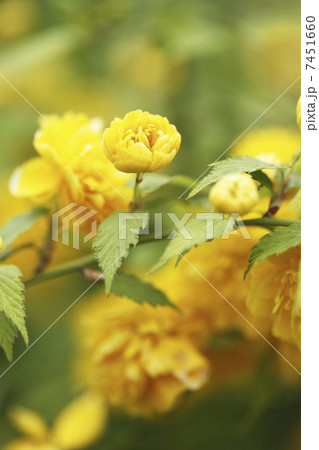 ヤマブキ 7451660