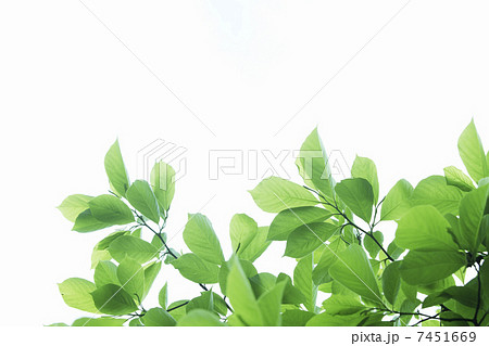 木漏れ日と新緑の葉 7451669